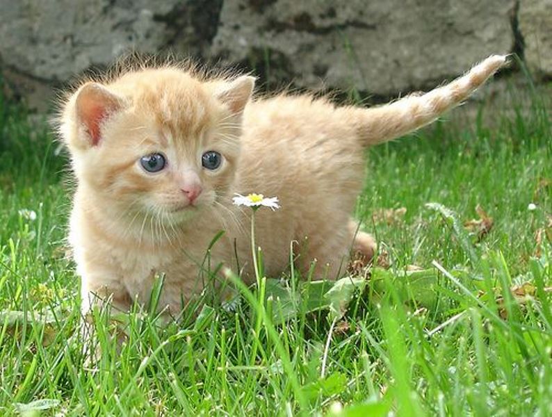 Animal Sniffing Flowers 24
