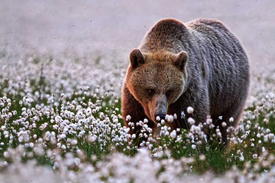 Animal Sniffing Flowers 28