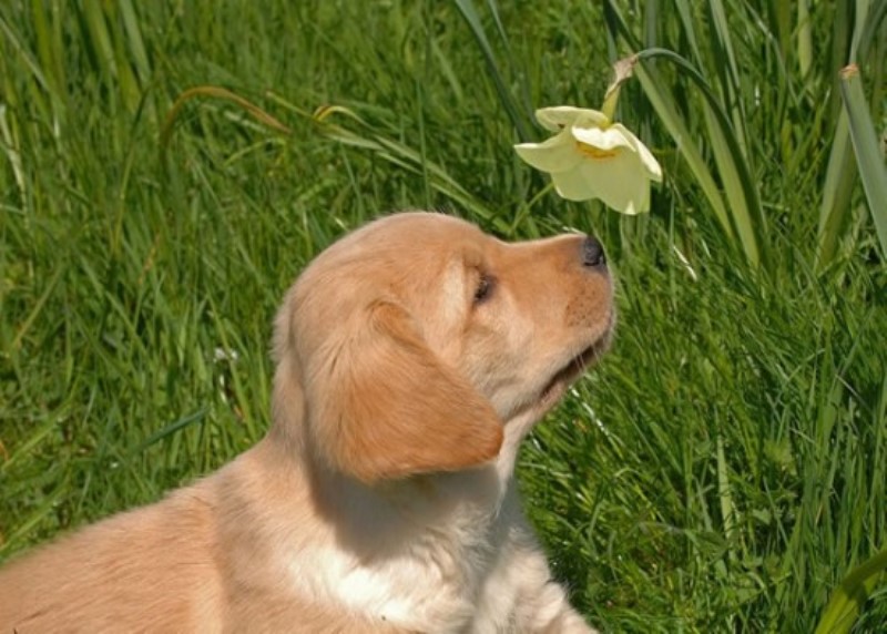 Animal Sniffing Flowers 3