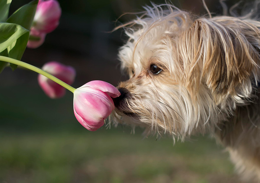 Animal Sniffing Flowers 30