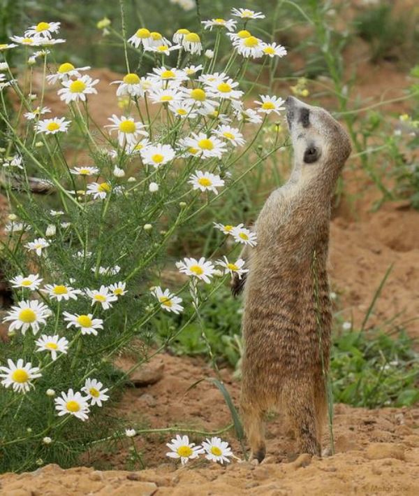 Animal Sniffing Flowers 7