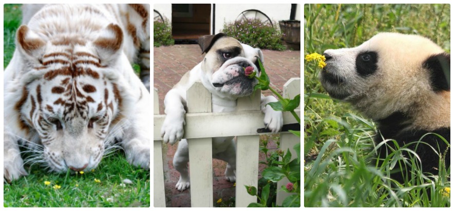 Animal Sniffing Flowers Feat