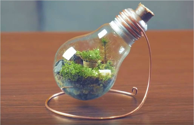 Bulb Terrarium