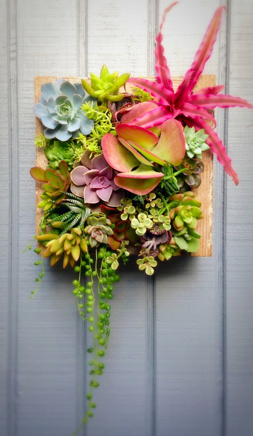 Succulent Garden 15