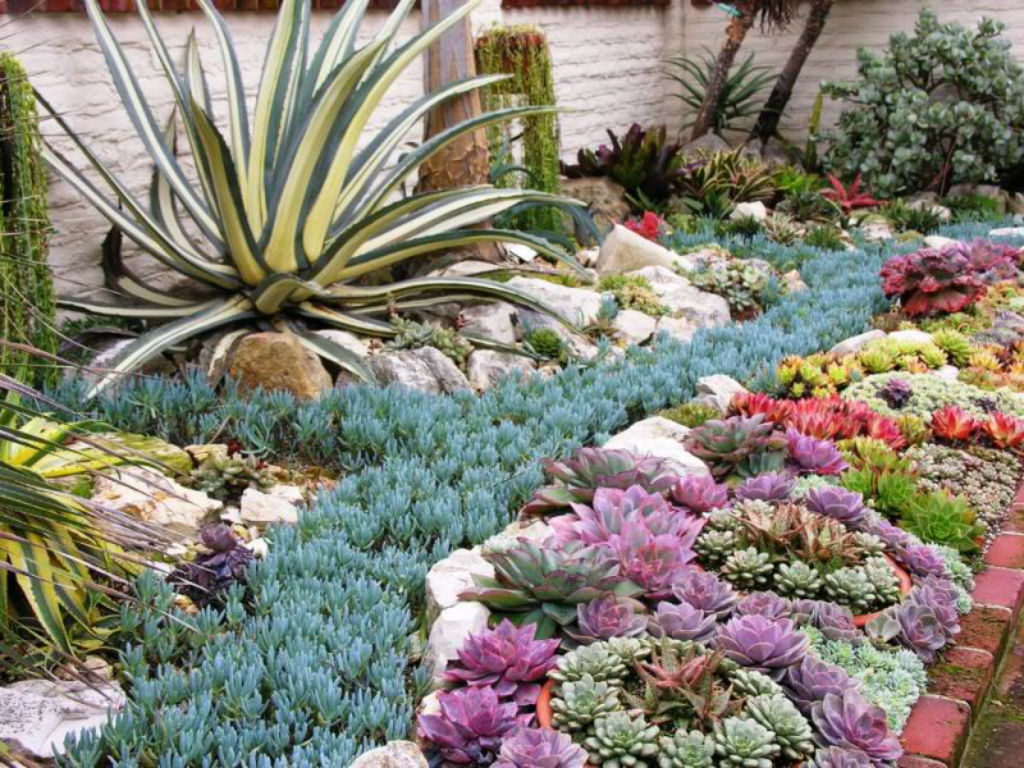 Succulent Garden 17