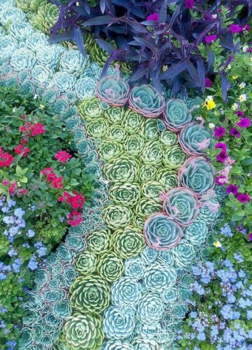 Succulent Garden 8