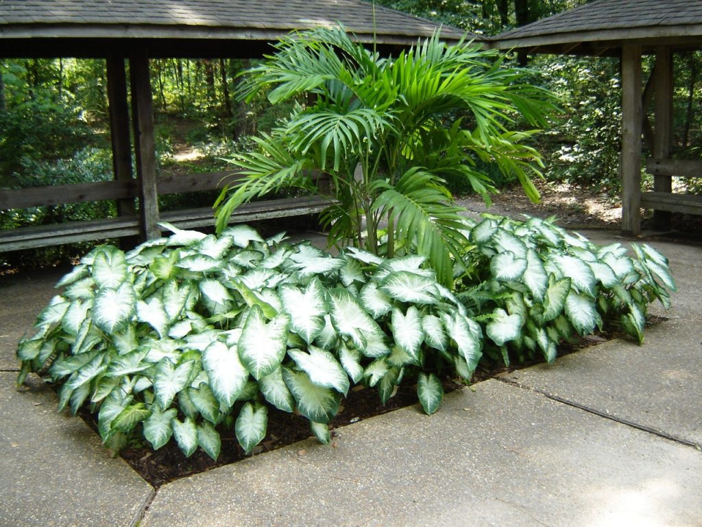 Caladium 2