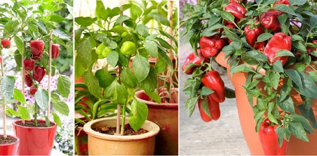 Bell Peppers in Pots 03