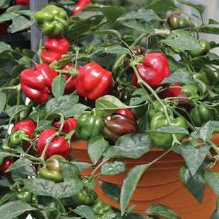 Bell Peppers in Pots 04