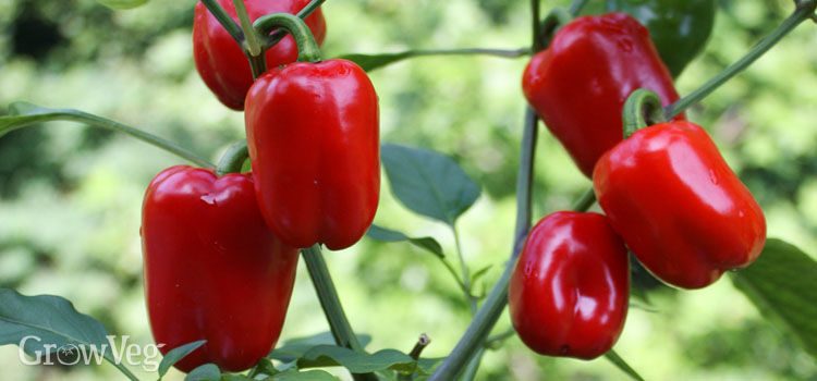Bell Peppers in Pots 05