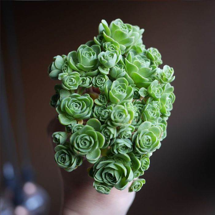 Rose Shaped Succulents 02