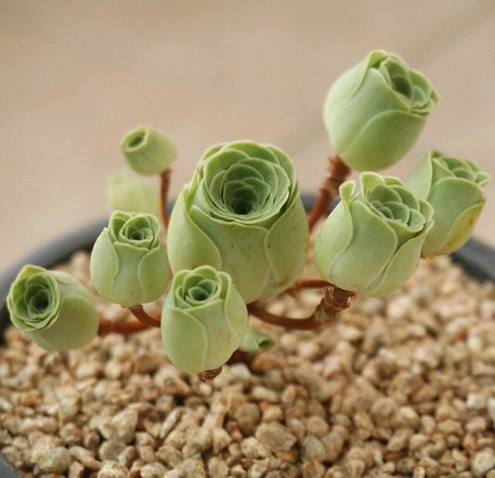 Rose Shaped Succulents 03