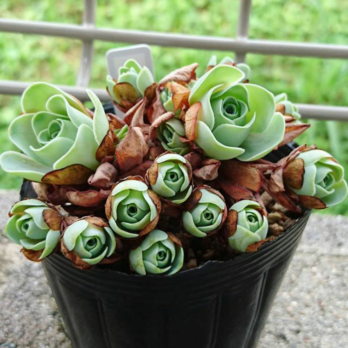 Rose Shaped Succulents 07