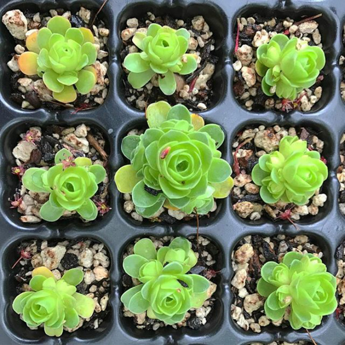 Rose Shaped Succulents 12