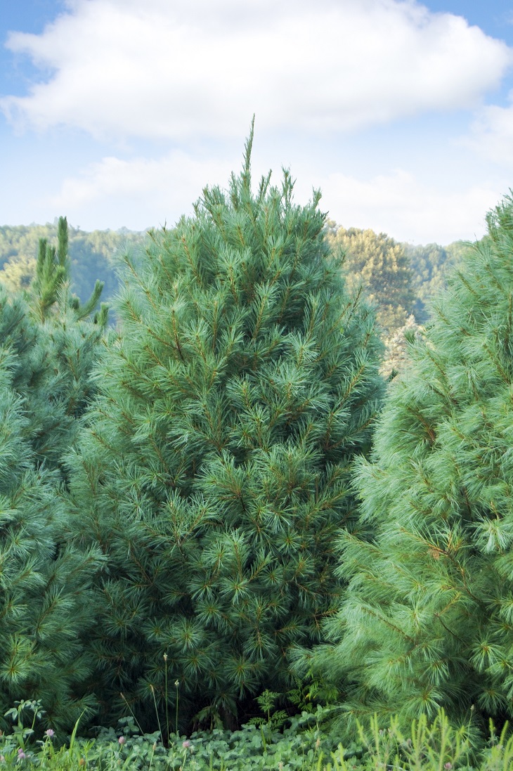 the-top-10-fastest-growing-trees-to-shade-your-home