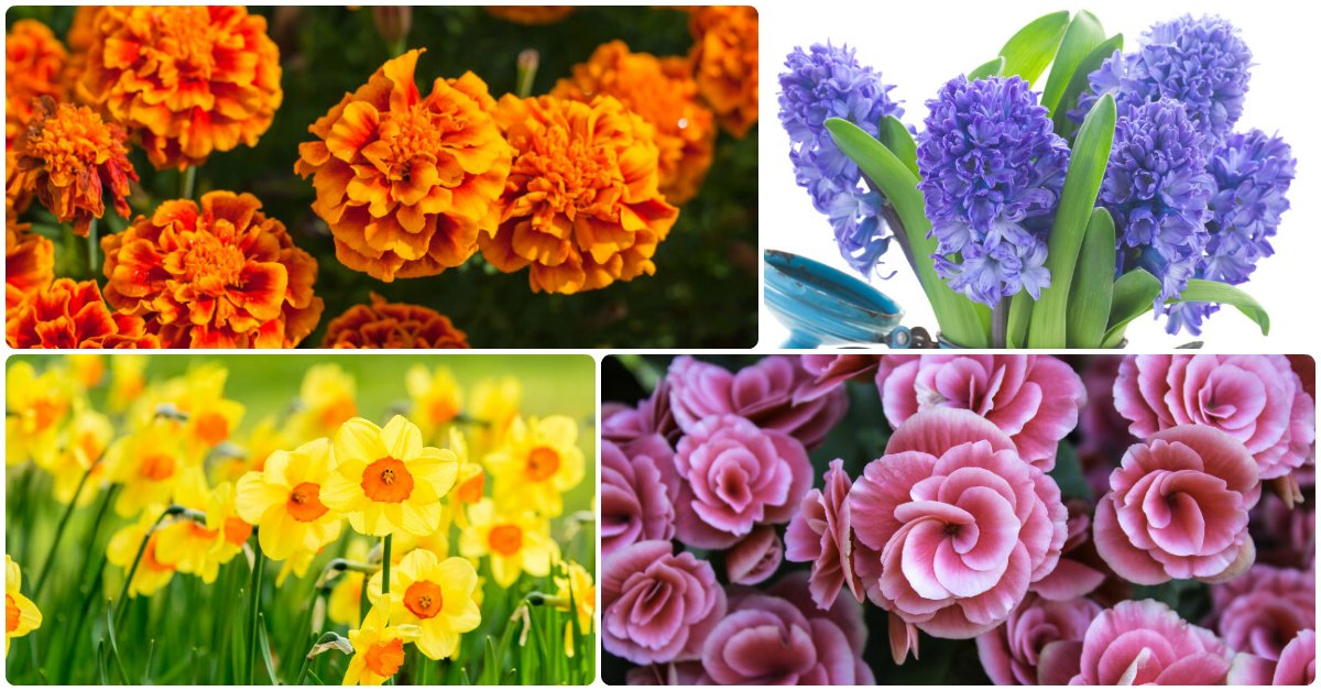 how-these-10-well-known-flowers-got-their-names