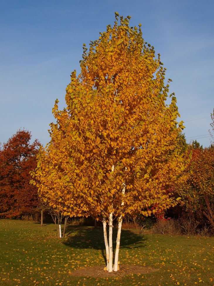 The Top 10 Fastest Growing Trees To Shade Your Home