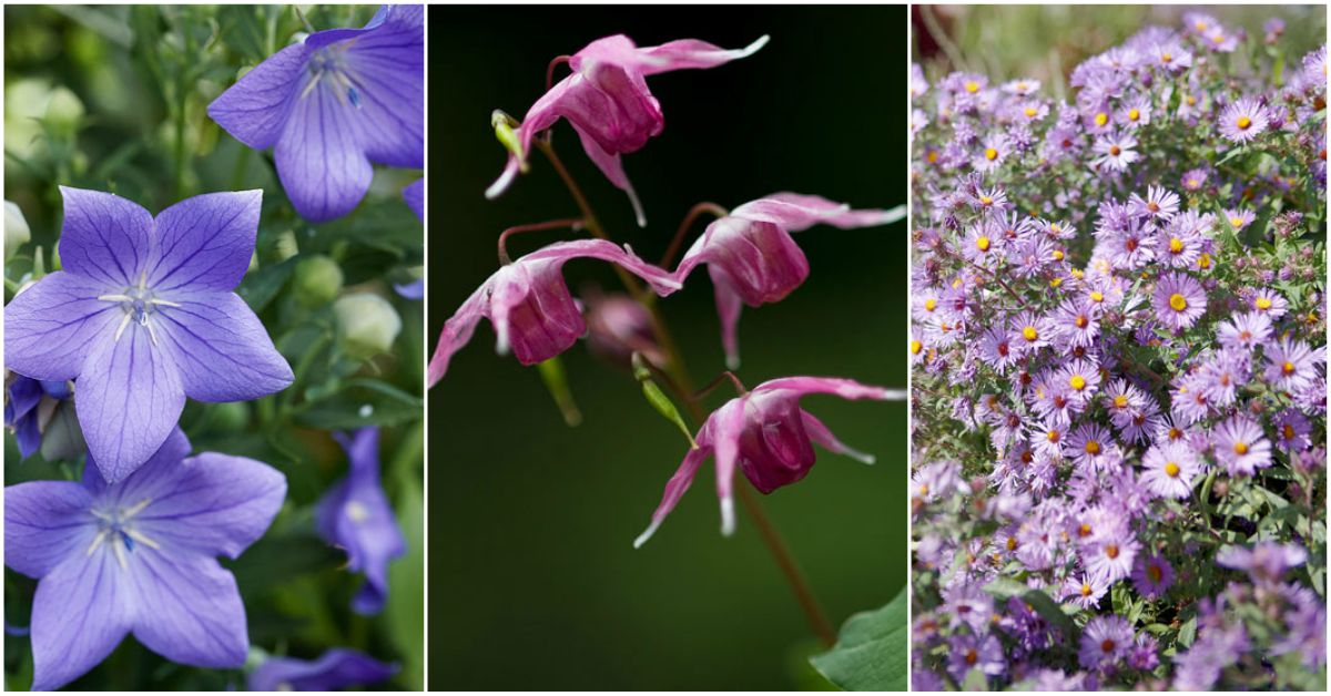 Perennial Bloom Calendar: Designing for Four Seasons of Flowers!