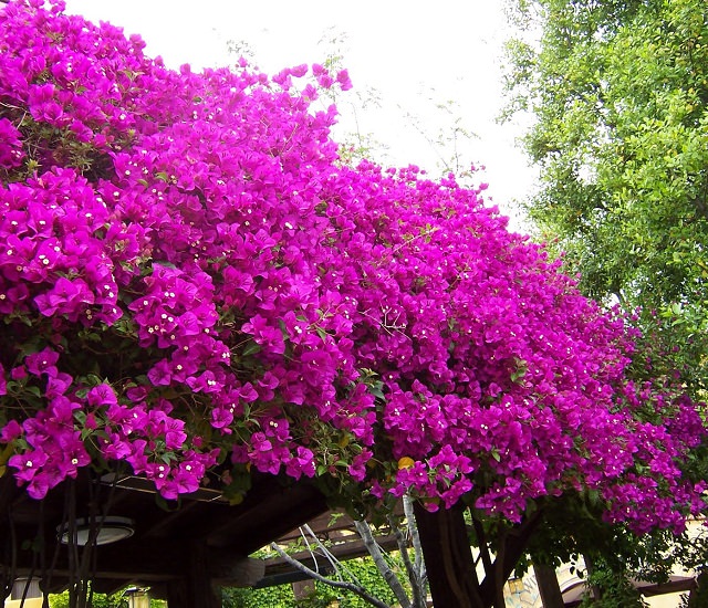 24 Plants That Grow (Almost) Without Water!