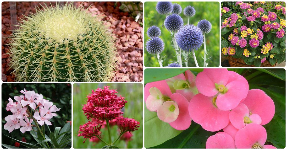 24 Plants That Grow (Almost) Without Water!