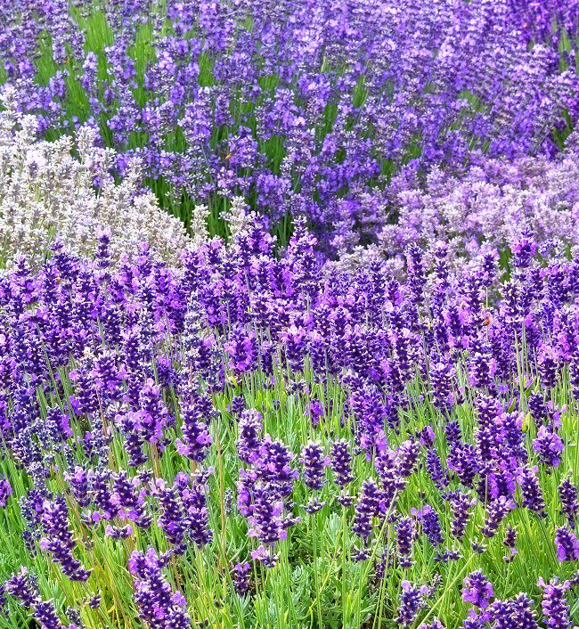24 Plants That Grow (Almost) Without Water!