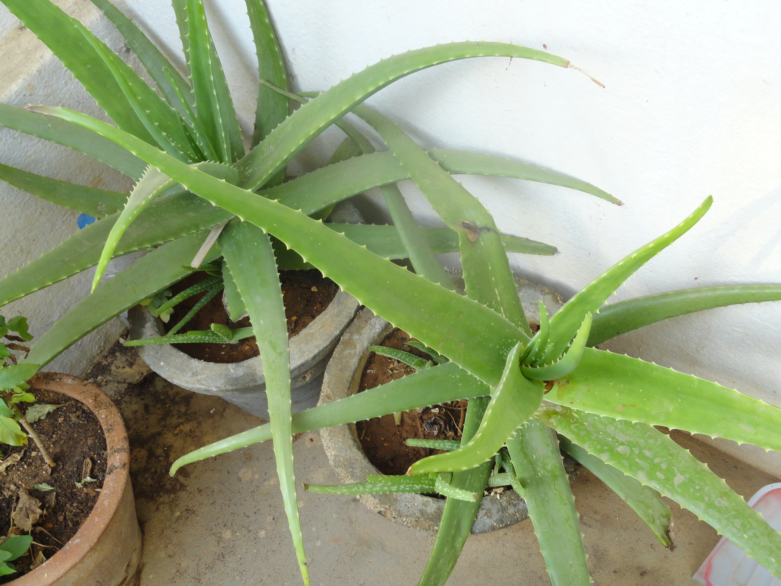 Aloe plant light information