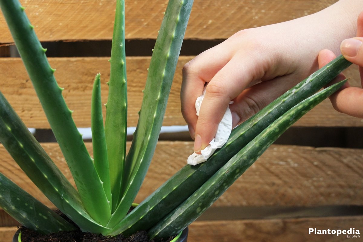 How To Grow Aloe Vera Indoors