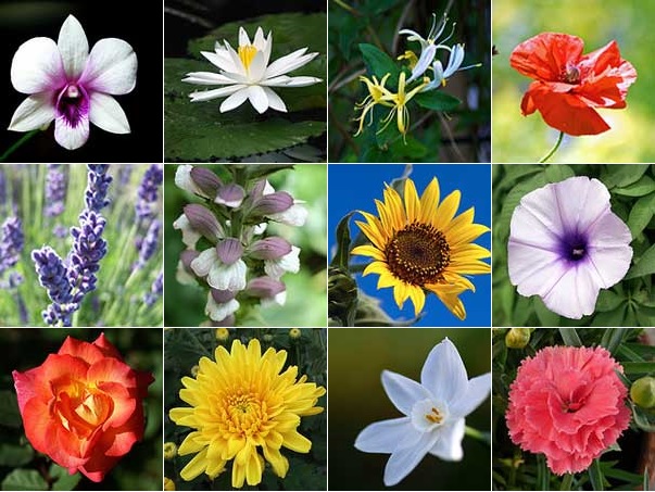 Do You Know What Flower You Are By The Birth Date?