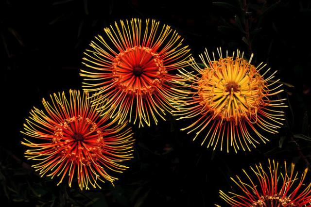 Fireworks That Looks Like Flowers &amp; Flowers That Looks Like Fireworks