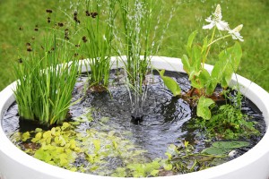 DIY - Create Your Own Pond in a Pot!