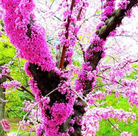 What Do You Know About Judas Tree?