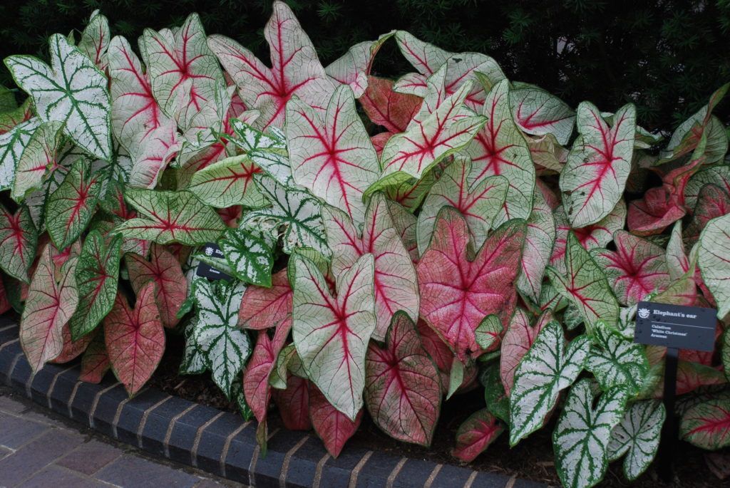Arranging Caladiums In Flower Beds: Small But Effective Ideas