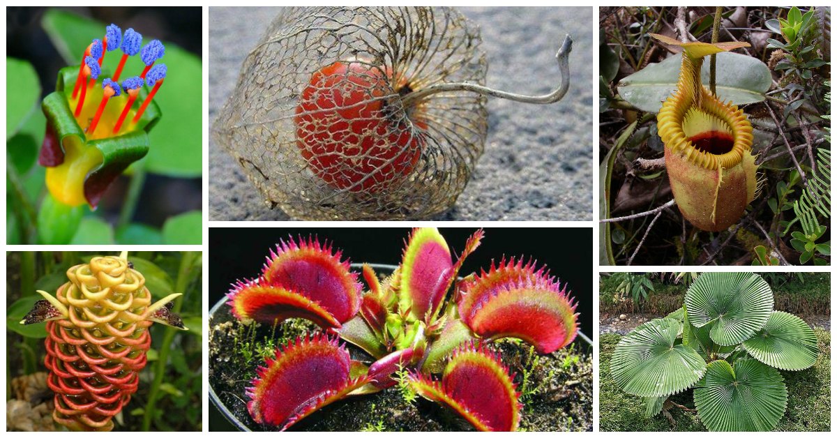 12 Unique Plants You May Never Heard About!