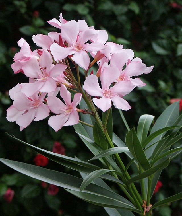 Oleander - Site For Everything