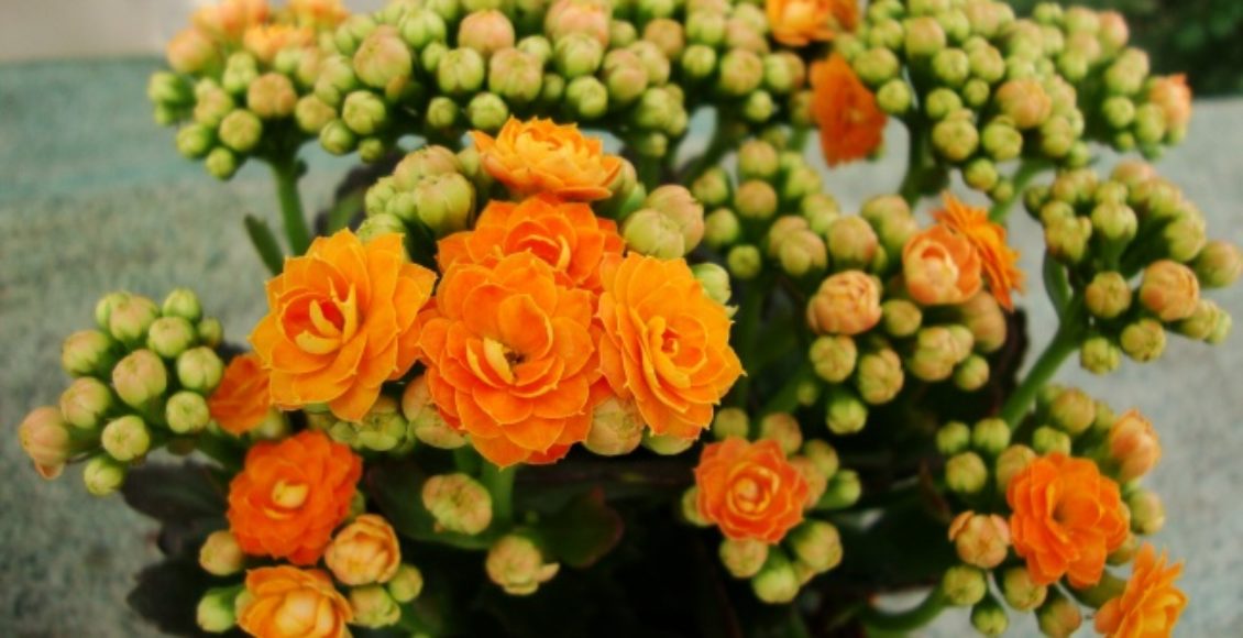 Kalanchoe