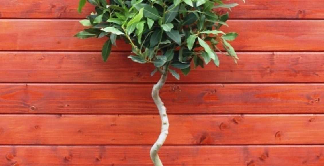 Laurus