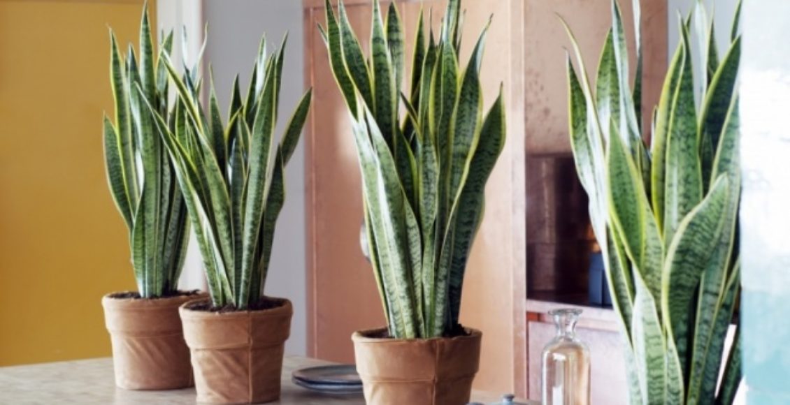 Sanseveria