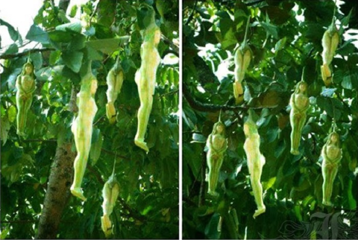Narilatha Mysterious Tree Growing Women-Shaped Fruits! Real Or Hoax?